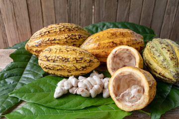 Fresh white cocoa beans and cocoa pods