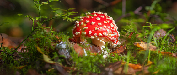 Amanita muscaria