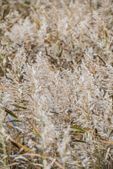 Fototapeta premium autumn grass large