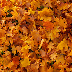 Naklejka na ściany i meble Falling autumn leafs red and orange. Autumn background