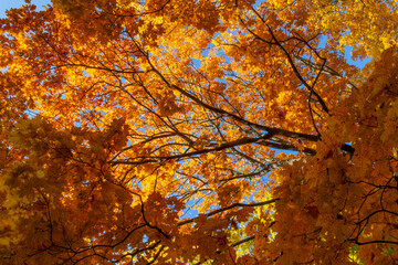 Autumn forest background. Vibrant color tree, red orange foliage in fall park. Blue sky