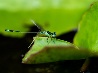  Green-blue Dragonfly Perched on The Lotus Lea