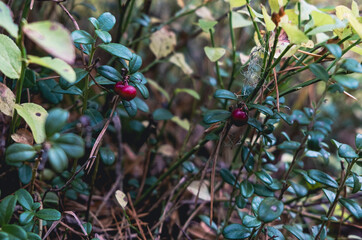 cowberry in the forest