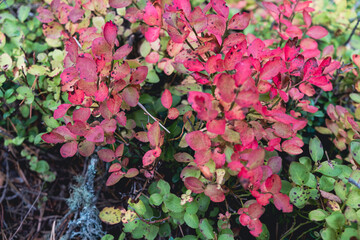 red and green leaves of a blueberry