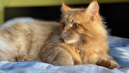 red maine coon cat lying on the bed