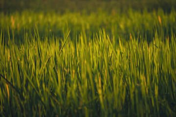 Beautiful green rice field while sunset. Growing rice in the rice field.
