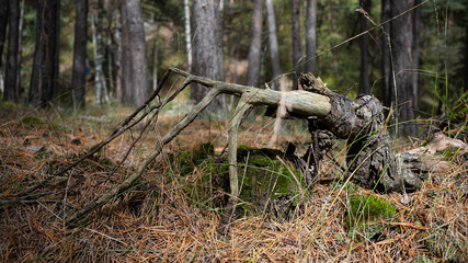 stump in the forest