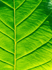 Pattern of Teak Leaf