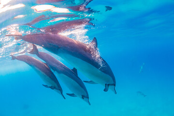 Naklejka premium Dolphins diving in clear blue ocean