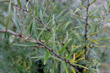 close up of a tree
