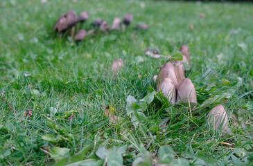 mushrooms in the grass