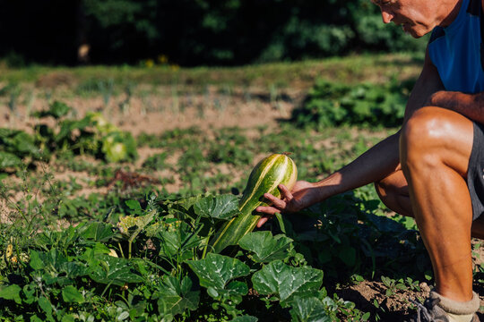 Farmer picking zucchini in garden