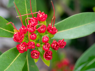 Love at First Sight Buds Blooming