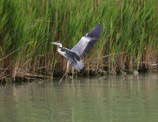 gray heron flying over the river near the mouth