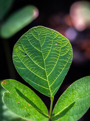 Pattern of Bastard Teak Leaf
