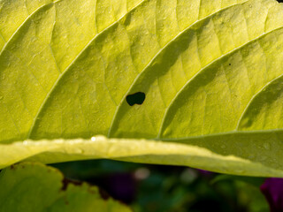The Rain Drops on The Lecttuce Tree