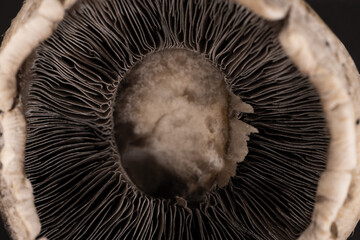 raw fresh mushroom close up
