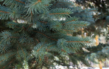 branches of a pine