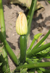 ripe zucchini in the field and the flower ready to be harvested