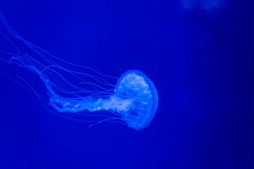 jellyfish