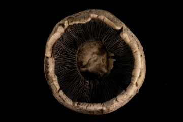 raw fresh mushroom close up