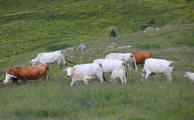 Fototapeta na wymiar cow nursing the young calf and other cows grazing in the high mountain meadow