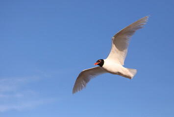 gull is also called the black-headed gull because of the colour of the feathers on its head