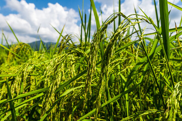 green grass and blue sky
