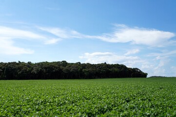 field and sky