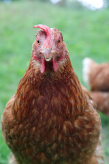 brown hen in the farm  looking at camera