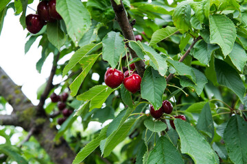 Red cherry on a tree branch with green leaves, copy space