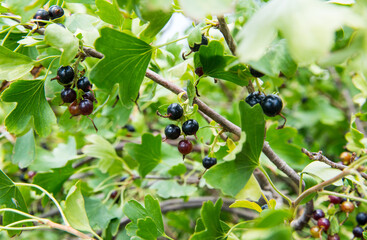 Bush, black currant in natural environment, copy space