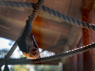 Flying bats upside down in a cage behind glass, protecting animals. Portrait of small Flying Fox...