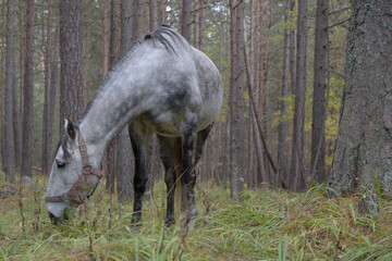 Obraz na płótnie Canvas horse eating grass