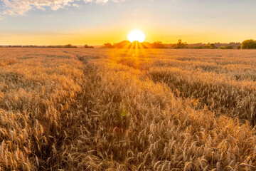 Fototapeta na wymiar Scenic view at beautiful summer sunset in a wheaten shiny field with golden wheat and sun rays, beautiful sunset glow on horizon , road and rows leading far away, valley landscape