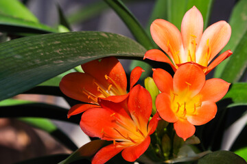 Vibrant Blooming Bush Lily Flowers (Clivia miniata), South Africa