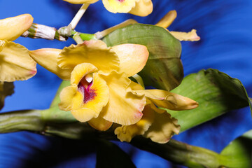 Golden Yellow Flowered Dendrobium Orchid (Dendrobium chrysanthum)