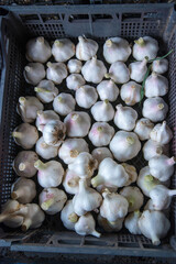 Garlic in a flat box close up, copy space