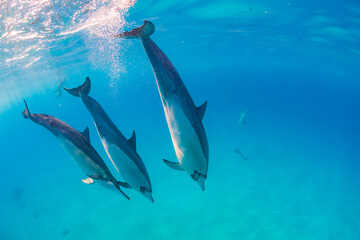 Dolphin pod diving in clear blue tropical ocean