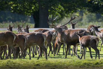 Stag in charge of his harem