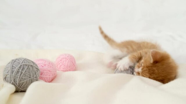 Striped red ginger domestic kitten playing home. Cute Cat with pink and gray ball skein of thread on white bed.