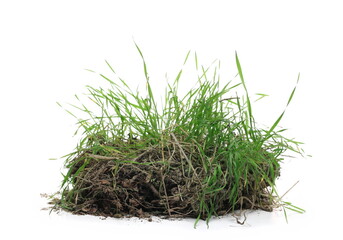 Green grass with dirt isolated on white background and texture