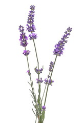 Lavender flowers in field isolated on white background and texture, clipping path