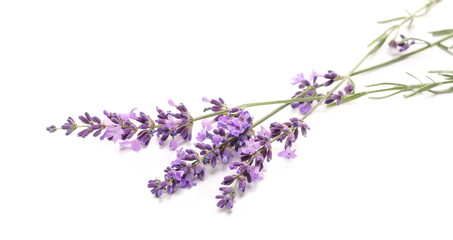 Fototapeta premium Lavender flowers in field isolated on white 