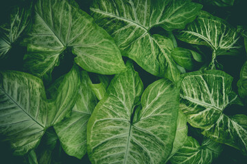 Little Green leaves background for design art work or add text message. Natural pattern of plant leaves for backdrop.