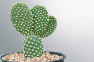 Beautiful cactus plant and white background.