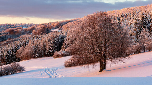 Winter landscape in the mountains with trees during warm sunset near Riedenberg, Schwarze Berge, Rhoen, Germany.
