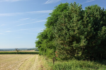 Road, fields and trees under a late summer blue sky at the German French border, Steine an der...