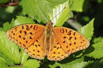 Obraz premium silver-washed fritillary