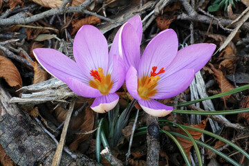 silvery crocus, crocus biflorus
